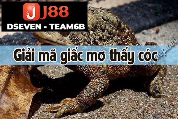 Giải mã cơ bản cho giấc mơ thấy cóc xuất hiện